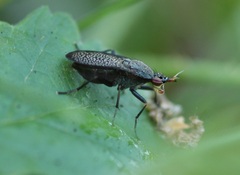 Coremacera marginata