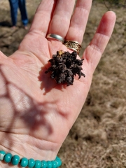 Cephalotelium macowanianum