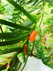Taxus cuspidata nana