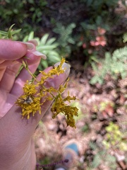 Solidagininae