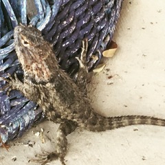 Sceloporus magister