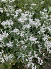 Eupatorium