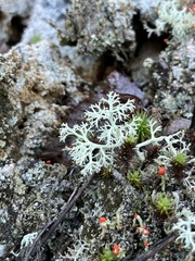 Cladonia arbuscula squarrosa
