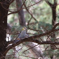 Platycercus adscitus