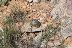 Stigmochelys pardalis