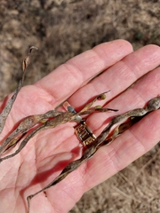 Cephalotelium macowanianum
