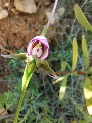 Disperis capensis capensis