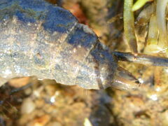 Stratiomyini