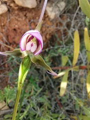 Disperis capensis capensis