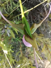 Disperis capensis capensis