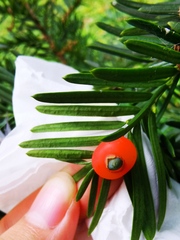 Taxus cuspidata nana