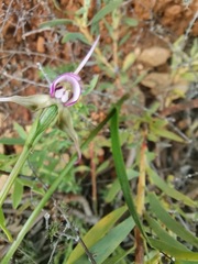 Disperis capensis capensis