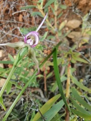 Disperis capensis capensis