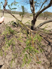 Cephalotelium macowanianum