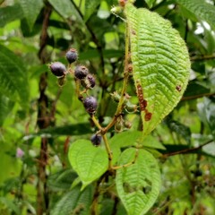 Miconia crenata