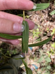 Solidagininae