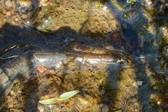 Stratiomyini