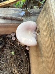 Laccaria ochropurpurea