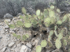 Opuntia comonduensis