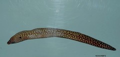 Reticulate Moray photo 3
