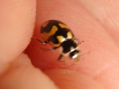Hippodamia arctica