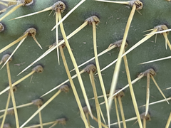 Opuntia comonduensis