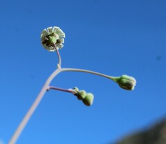 Othonninae