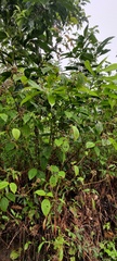 Miconia crenata