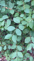 Lonicera fragrantissima