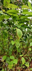 Miconia crenata