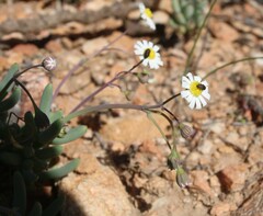 Othonninae