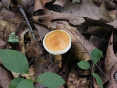 Gyroporus castaneus