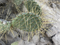 Opuntia comonduensis