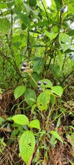 Miconia crenata