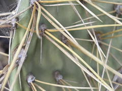Opuntia comonduensis