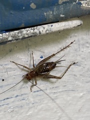 Anaxipha exigua