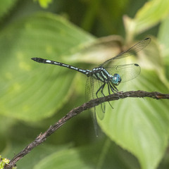 Hylaeothemis apicalis