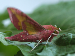 Deilephila porcellus