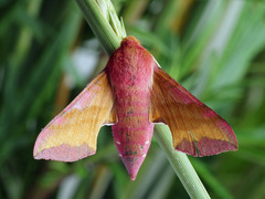 Deilephila porcellus