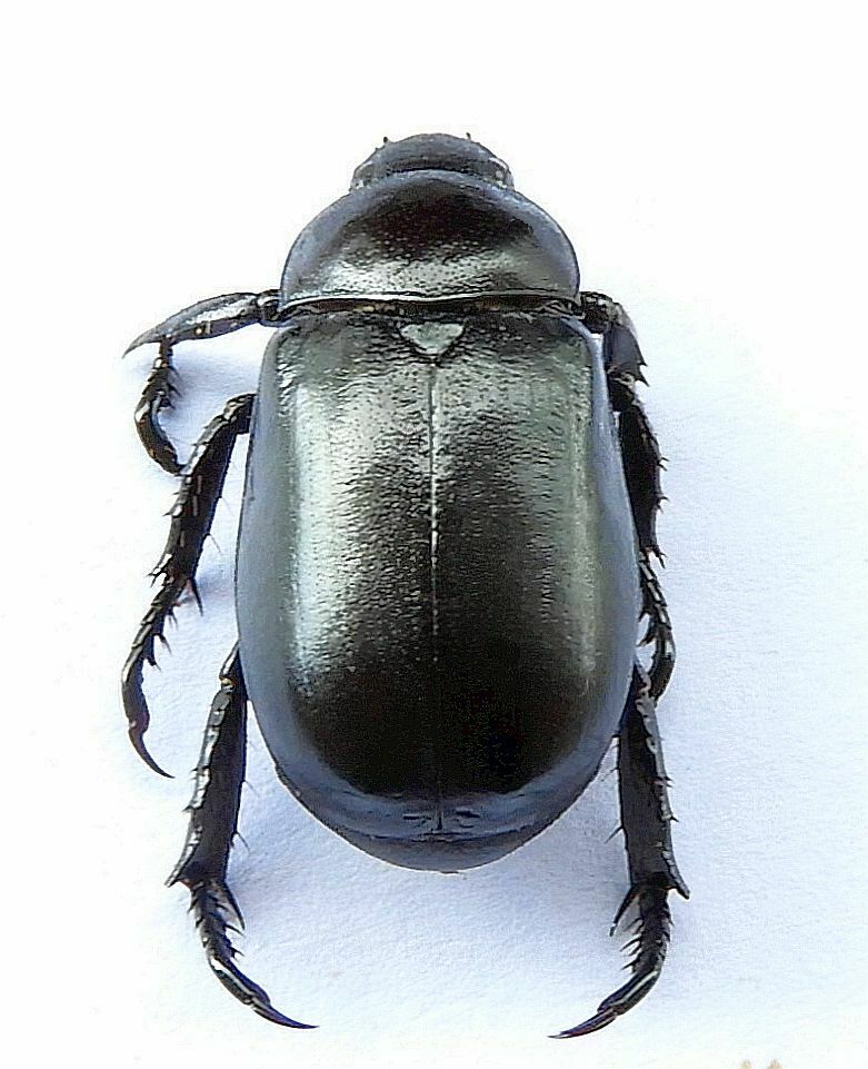 Pelidnota lugubris