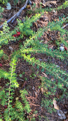 Lespedeza cuneata
