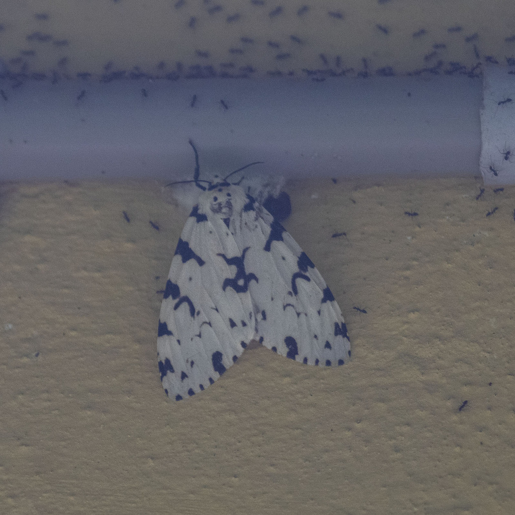 underwing-tiger-tussock-and-allied-moths-from-sirumalai-tamil-nadu