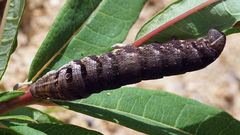 Deilephila porcellus
