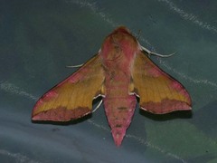 Deilephila porcellus