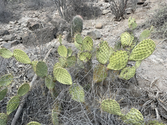 Opuntia comonduensis