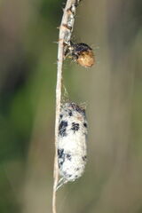 Campopleginae