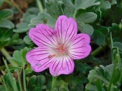 Geranium austroapenninum