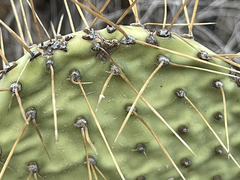 Opuntia comonduensis