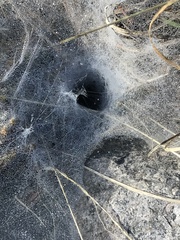 Frontinella pyramitela