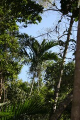 Ptychosperma elegans